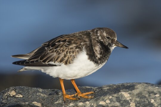 Ruddy Turnstone (Arenaria interpres) standing on rocks, Texel, Province of North Holland, The Netherlands