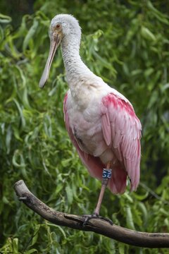 Roseate spoonbill (Platalea ajaja) (Syn.: Ajaia ajaja) standing on a branch, Germany