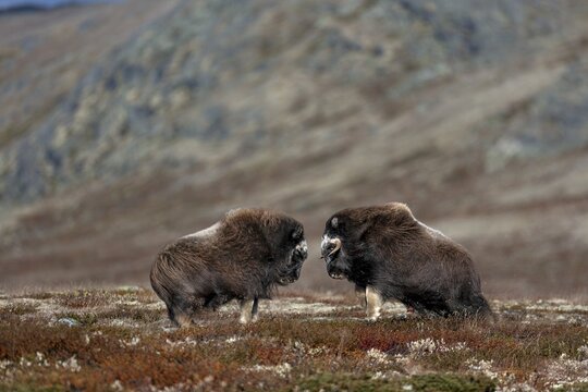 Even the musk ox calves (Ovibos moschatus) test their strength in duels, play, test of strength, fight, fight, autumn, Ruska, autumn colours, Tundra landscape, Norway