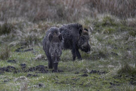 After the wild boar (Sus scrofa) have been fed, they wander into the neighbouring forest, just a few metres away from me, Denmark