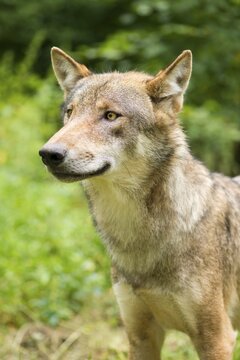 Young wolf (Canis lupus), portrait, captive, Bavaria, Germany