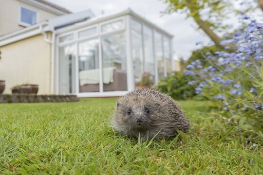 European hedgehog (Erinaceus europaeus) adult animal on a garden grass lawn with an urban house in the background, England, United Kingdom