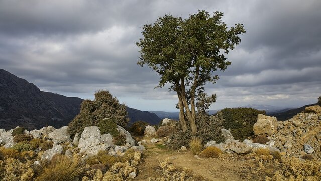 A single tree stands symbolically in the middle of a rugged, rocky landscape under an overcast sky, Kallikratis, Kallikratis Gorge, Sfakia, West Crete, Crete, Greek Islands, Greece