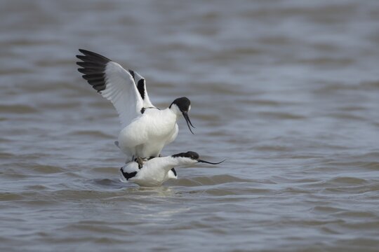 Pied avocet (Recurvirostra avosetta) two adult birds mating in a lagoon, England, United Kingdom