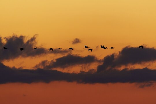 Silhouettes of birds in flight against an orange-coloured sky at sunset, crane (Grus grus) wildlife, Western Pomerania Lagoon National Park, Zingst, Mecklenburg-Western Pomerania, Germany