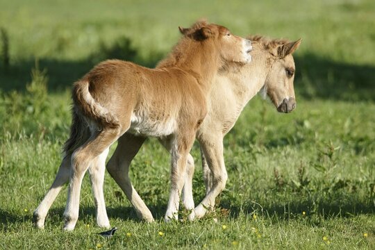 Icelandic ponies, foals, Icelanders