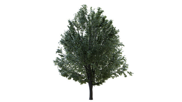 Trees For VFX Movies with Alpha Channel Transperant image
