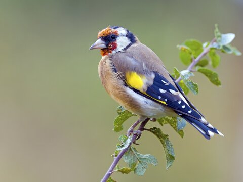 European goldfinch (Carduelis carduelis) sitting on a branch, Solms, Hesse, Germany