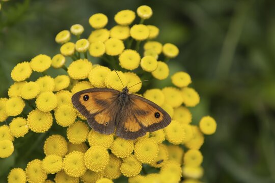 Gatekeeper (Pyronia tithonus) butterfly adult feeding on a Tansy (Tanacetum vulgare) flower, Suffolk, England, United Kingdom