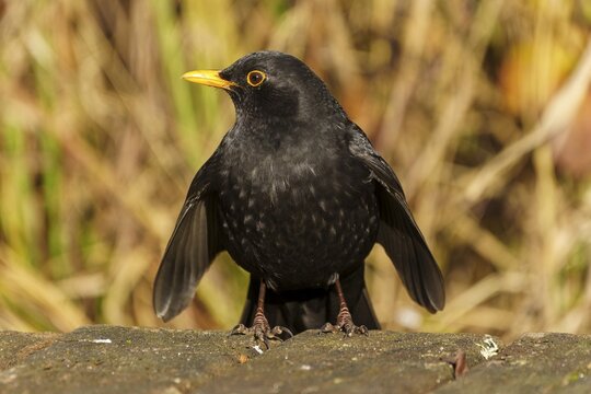 Black blackbird with yellow beak sitting on a forest floor with blurred background, Blackbird (Turdus merula), wildlife, Germany