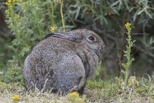 Wild common rabbit (Oryctolagus cuniculus), Texel, West Frisian Islands, Province of North Holland, Holland, The Netherlands