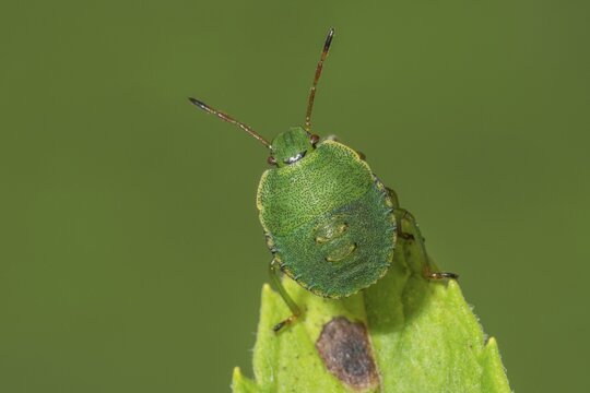 Macro photograph of a Green shield bug (Palomena prasina) in the 4th larval stage on a leaf stalk, the details of the surface are clearly recognisable, Baden-W&uuml;rttemberg, Germany