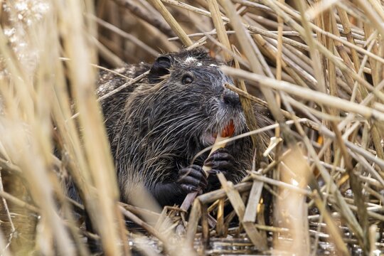 Nutria (Myocastor coypus), beaver rat, foraging in reeds, wildlife, Germany