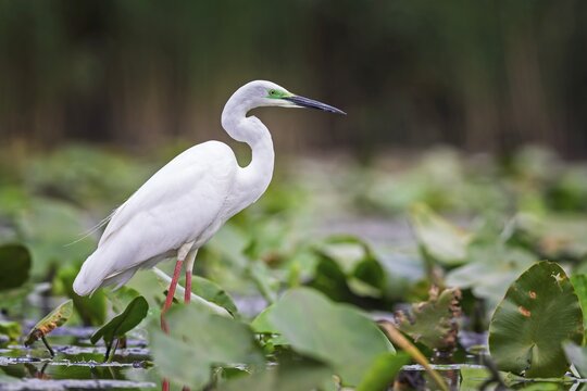 Great White Egret (Ardea alba modesta) type Modesta, winter visitor, migratory bird, resting bird, foraging, sunrise, golden autumn, lake landscape, Middle Elbe Biosphere Reserve, Saxony-Anhalt, Germany