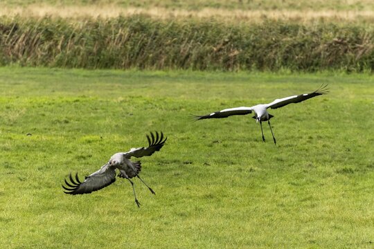 Two cranes come to land on a grass field, lively and dynamic, Crane (Grus grus) wildlife, National Park Vorpommersche Boddenlandschaft, Zingst, Mecklenburg-Vorpommern, Germany