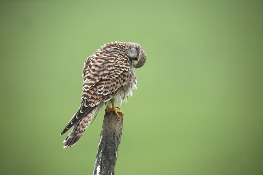 Common kestrel (Falco tinnunculus) female grooming her feathers, Allg&auml;u, Bavaria, Germany