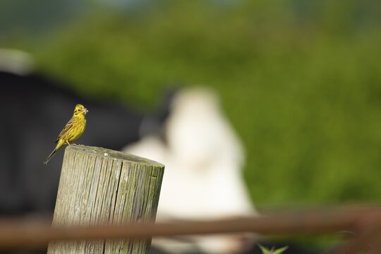 Yellowhammer (Emberiza citrinella) adult bird on a farmland fence post with insects in its beak with a cow in the background, Norfolk, England, United Kingdom