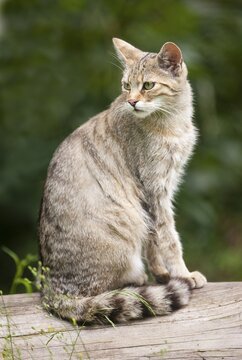 European wildcat (Felis silvestris), sitting on a trunk, captive, Bavaria, Germany