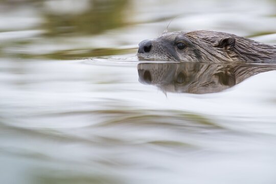 Portrait of a swimming european otter (Lutra lutra), Neuhaus, Lower Saxony, Germany