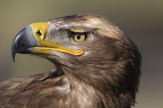 Steppe eagle (Aquila nipalensis) adult bird animal head portrait, England, United Kingdom, Captive