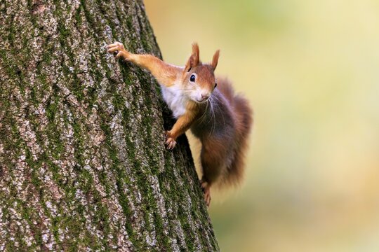 A squirrel clings to the trunk with its paws spread out and looks attentively, squirrel (Sciurus vulgaris), wildlife, Germany