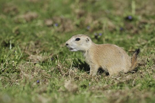 Black-tailed prairie dog (Cynomys ludovicianus), juvenile, captive, occurrence in North America