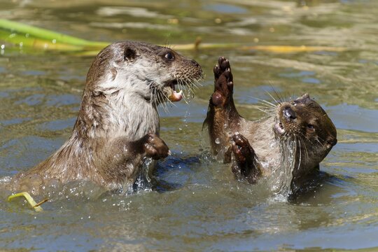 Two otters having fun in the water, engaged in a lively and splashing game, European otter (Lutra lutra) Germany