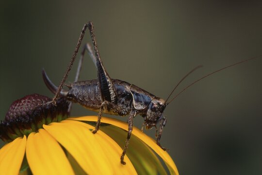 Dark Bush Cricket (Pholidoptera griseoaptera) perched on a blossom, Tirol, Austria