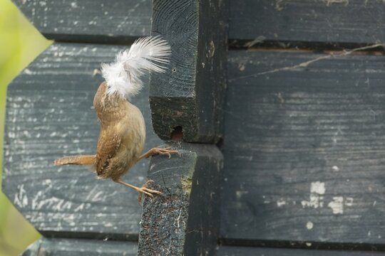 European wren (Troglodytes troglodytes) adult bird with a feather for nesting material in its beak on a garden shed, England, United Kingdom