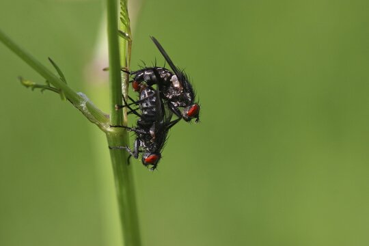 Flies (Brachycera sp.) mating, Germany