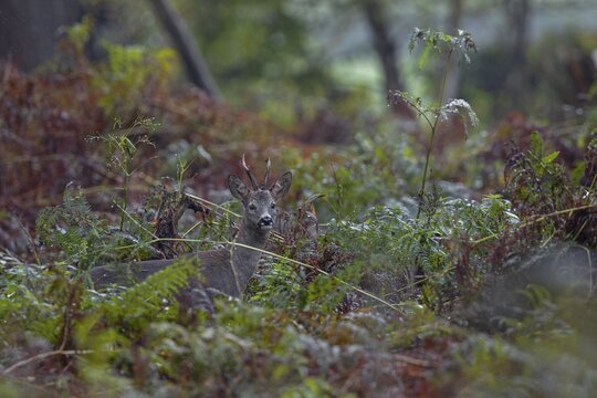 Photographing roe deer in the forest is difficult, to my delight I was able to outwit this roebuck (Capreolus capreolus) in the pouring rain in a thicket of bracken, autumn weather, October, Germany