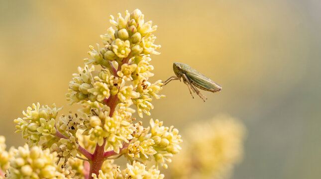 Small green leafhopper insect on yellow flower buds
