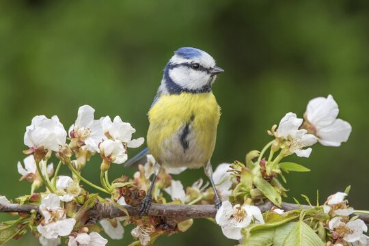 Blue tit (Parus caeruleus) on a cherry blossom branch against a green background, Baden-W&uuml;rttemberg, Germany