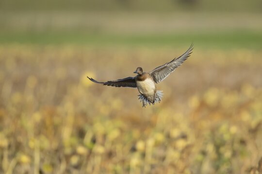 Wigeon duck (Mareca penelope) adult bird in flight, Lincolnshire, England, United Kingdom