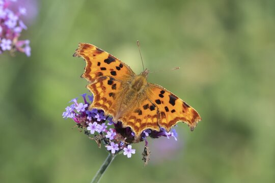 Comma butterfly (Polygonia c-album) adult insect feeding on Verbena bonariensis flowers in a garden in summer, England, United Kingdom