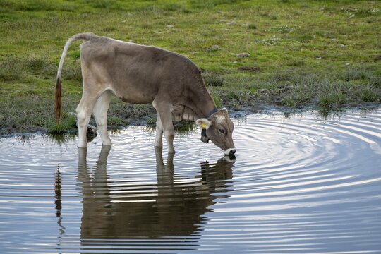 Cow on the alpine pasture, drinking, Tyrolean Brown Swiss, at Salfeins Lake, Salfeins Alm, Stubai Alps, Tyrol, Austria