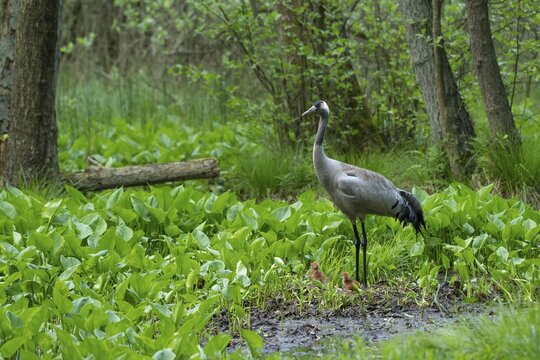 Crane (gurs grus) in nest with chicks, Feldberger Seenlandschaft, Mecklenburg-Vorpommern, Germany