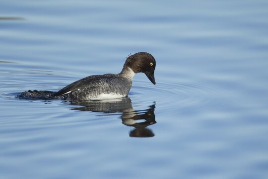 Goldeneye (Bucephala clangula) adult female duck bird diving on a lake in winter, Suffolk, England, United KIngdom