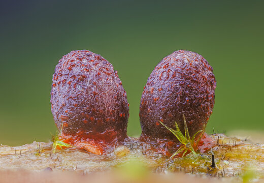 Slime mold - Lycogala conicum, it's a small protist organism