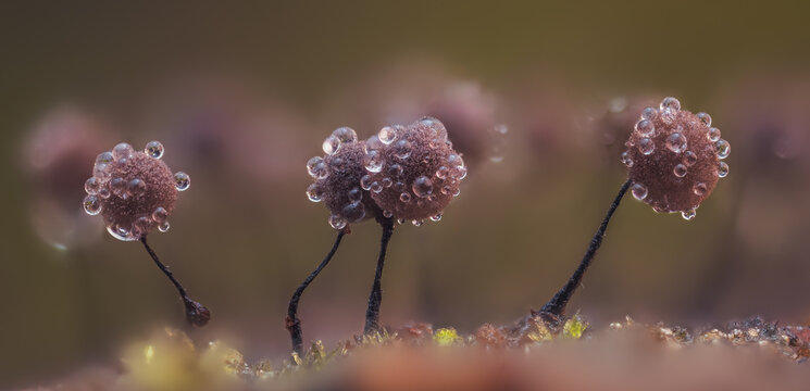 Slime mold - Comatricha nigra, it's a small protist organism