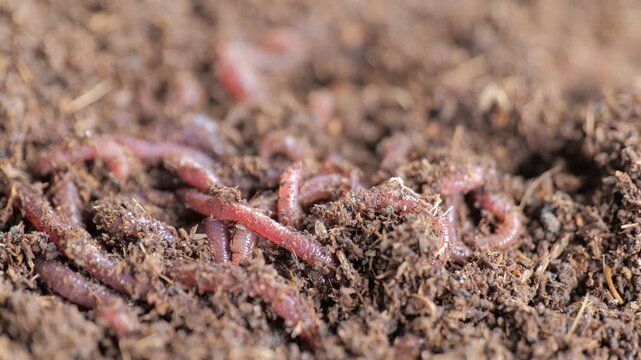 Macro close-up of earthworms crawling through moist organic compost with shallow depth of field, illustrating vermiculture, decomposition, soil health and sustainable recycling.