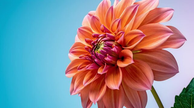 Extreme close-up of an orange and pink layered flower head against a soft gradient sky
