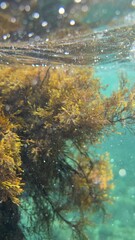 Golden seaweed drifts under sunlight in clear blue ocean water with vibrant reflections © svetograph