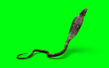Naklejka premium High-quality 3D illustration of an aggressive brown cobra snake raising its head with open fangs, isolated on a green screen background for easy keying and VFX compositing.