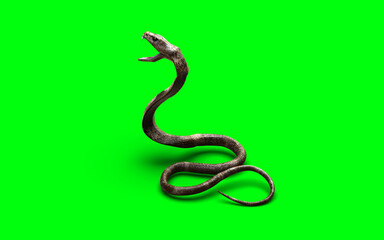 Obraz premium High-quality 3D illustration of an aggressive brown cobra snake raising its head with open fangs, isolated on a green screen background for easy keying and VFX compositing.