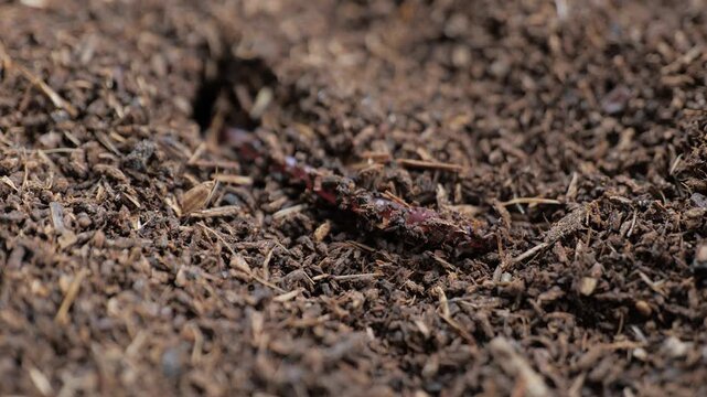 Macro close-up of a single earthworm crawling across loose organic compost with shallow depth of field, illustrating soil health, decomposition, vermiculture and sustainable recycling.