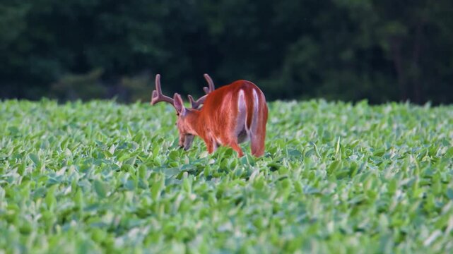Whitetail buck with velvet antlers eating in soybean field