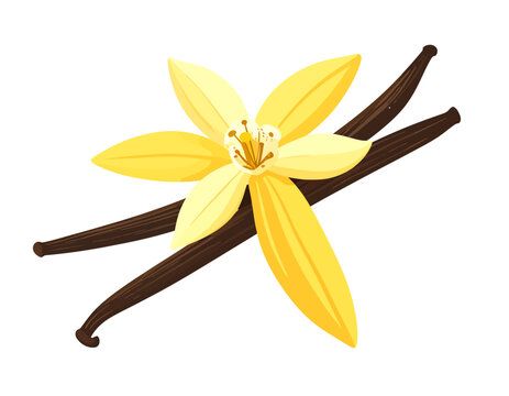 Vanilla flower and pods flat vector botanical illustration