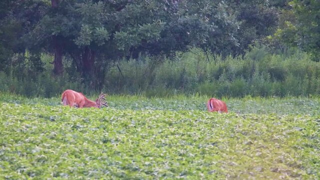 Two whitetail bucks with velvet antlers feeding in soybean field