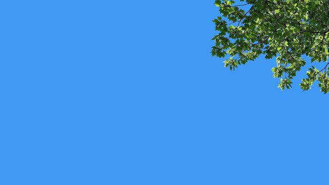 Overlay of Green Tree Branch Leaves Corner Blue Background Loop